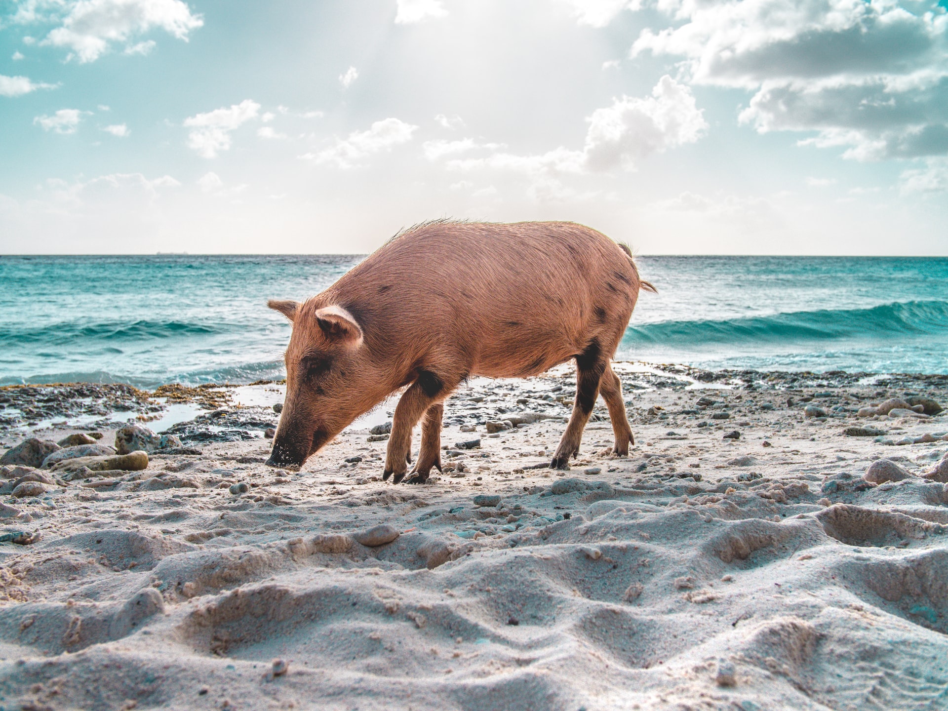 Shared Beach Hopping Tour in Curacao